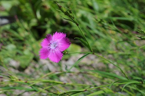 Dianthus seguieri