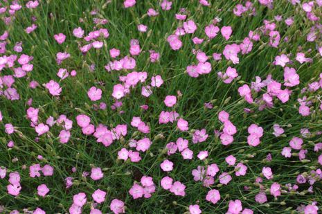 Dianthus subacaulis, Nelke