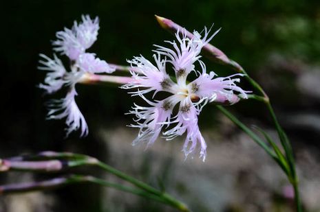 Dianthus superbus, Prachtnelke