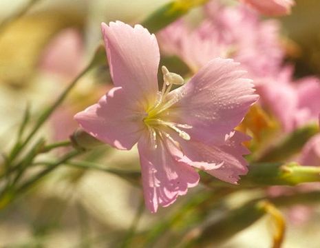 Dianthus sylvestris, Wildart.