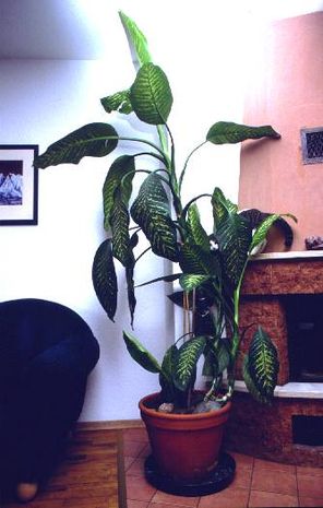 Dieffenbachia seguine, Dieffenbachie