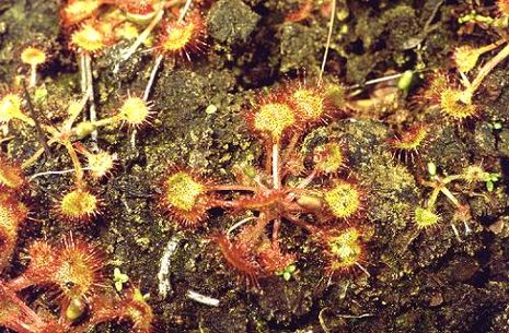 Drosera rotundifolia, Sonnentau