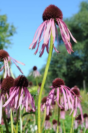 Echinacea pallida, schmalblättriger Sonnenhut