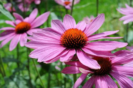 Echinacea purpurea, Purpursonnenhut