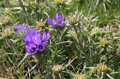 Edraianthus tenuifolius, Büschelglocke