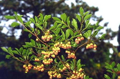 Enkianthus campanulatus, Prachtglocke