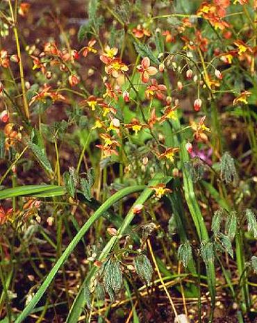 Epimedium grandiflorum, Elfenblume