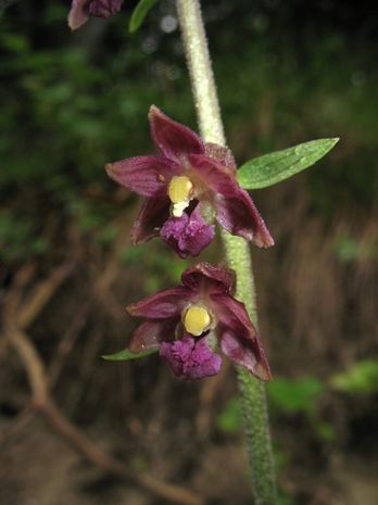 Epipactis atrorubens, Braune Sumpfwurz, Strandvanille