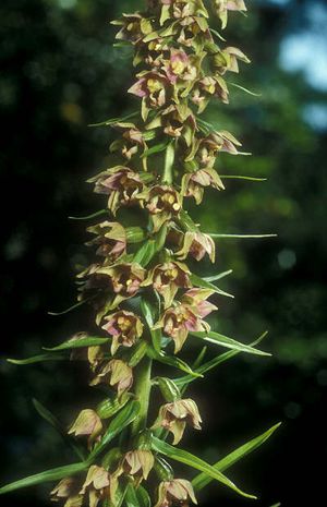 Epipactis helleborine,  Sumpfwurz