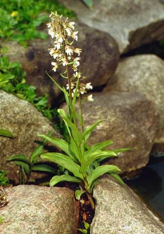 Epipactis palustris, Echte Sumpfwurz