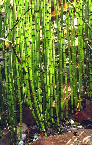 Equisetum hiemale, Winterschachtelhalm.  