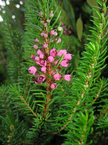 Erica vagans, Sommerheide