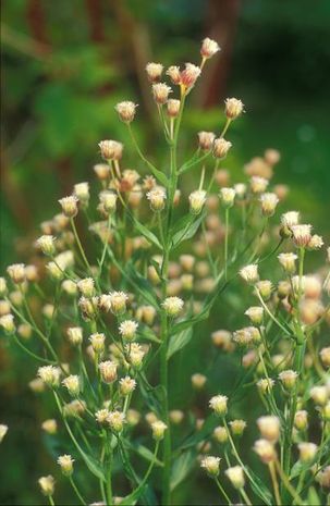 Erigeron, Feinstrahlaster