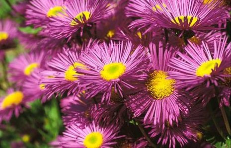 Erigeron speciosus, Feinstrahlaster