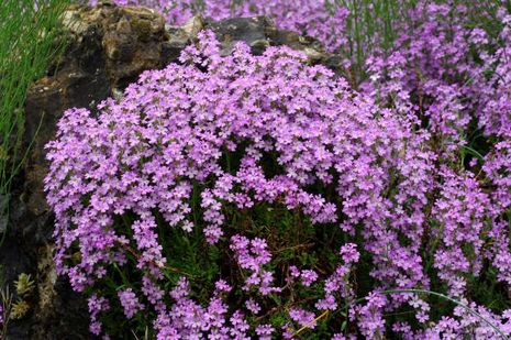 Erinus alpinus,Alpenbalsam