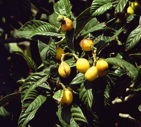 Eriobotrya japonica, Wollmispel