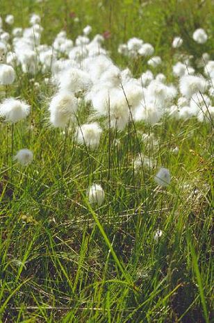 Eriophorum angustifolium, Wollgras