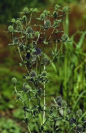 Eryngium planum Blauer Zwerg