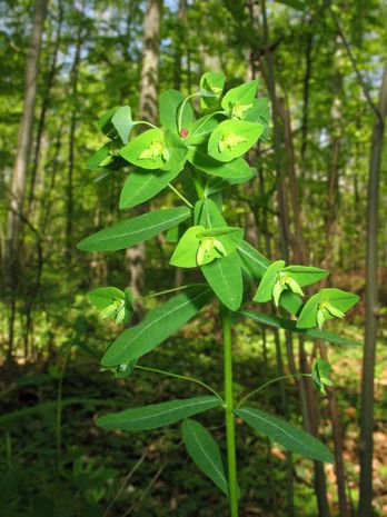 Euphorbia dulcis, Wolfsmilch Euphorbia dulcis, Wolfsmilch