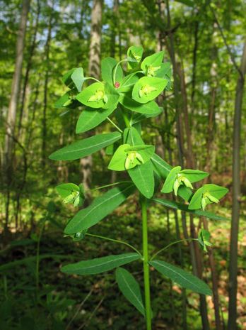 Euphorbia dulcis, Wolfsmilch 