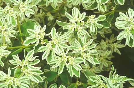 Euphorbia myrsinites, Walzenwolfsmilch Euphorbia myrsinites, Walzenwolfsmilch