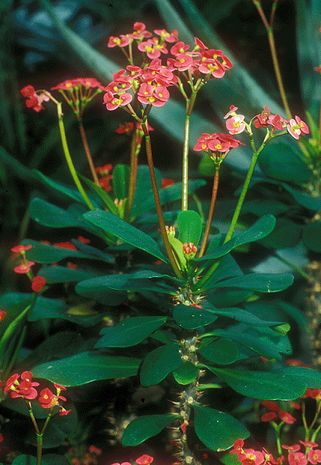 Euphorbia milii, Christusdorn