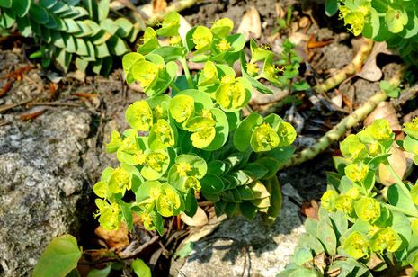 Euphorbia myrsinites,  Walzenwolfsmilch