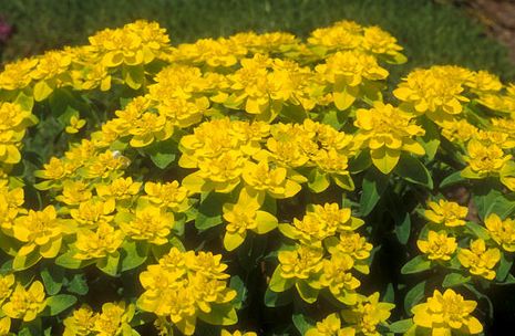 Euphorbia polychroma, Goldwolfsmilch Euphorbia polychroma, Goldwolfsmilch