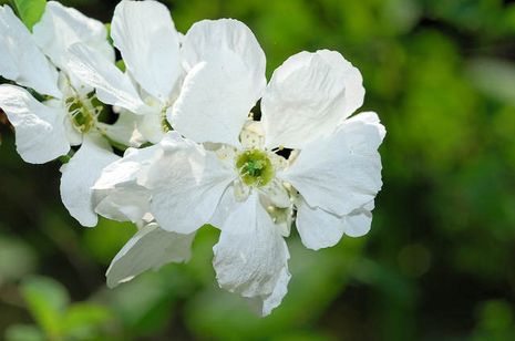 Exochordia racemosa, Trauben-Prunkspiere 