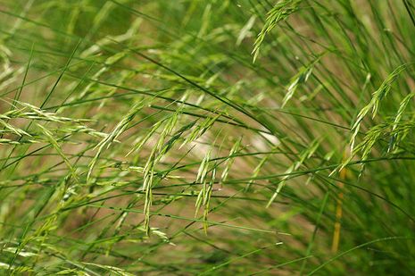 Festuca alpestris