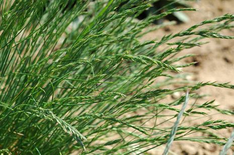 Festuca cinerea, Bärenfellschwingel