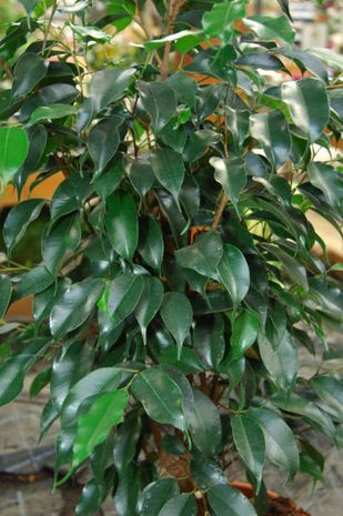 Ficus benjamini, Birkenfeige