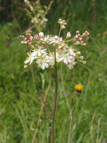 Filipendula vulgaris, die Knollen-Rüster-Spierstaude