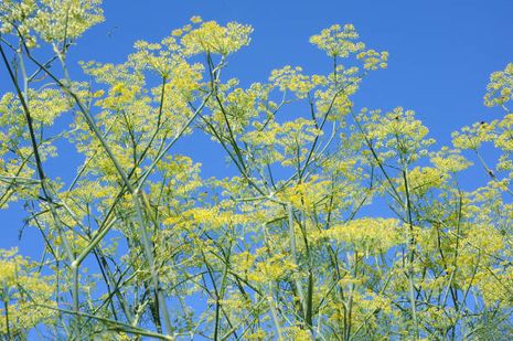 Foeniculum vulgare, Knollenfenchel