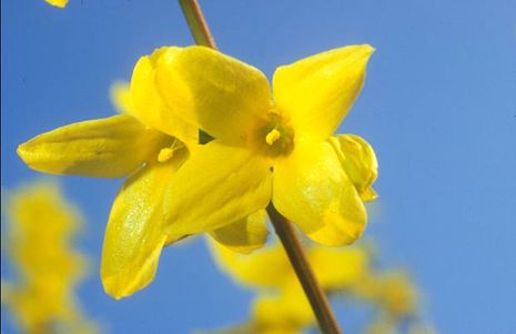 Forsythia x intermedia, Goldglöckchen