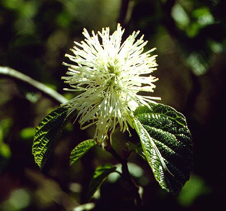 Fothergilla major, Federbuschstrauch