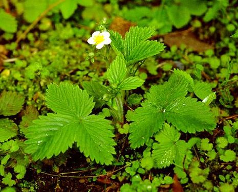 Erdbeere (Pflanze), Fragaria x ananassa 