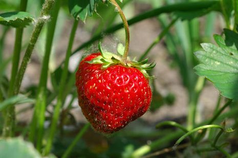 Erdbeere (Frucht), Fragaria x ananassa