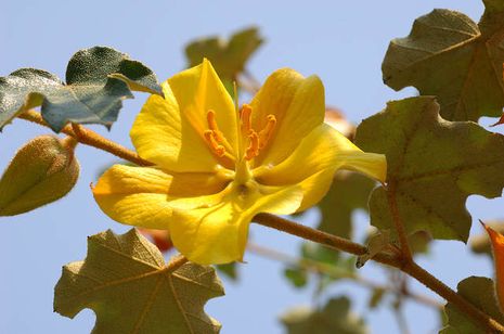 Fremontodendron mexicanum, Flanellstrauch