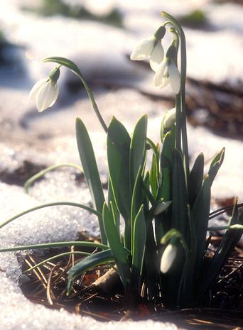 Galanthus elwesii, Schneeglöckchen 
