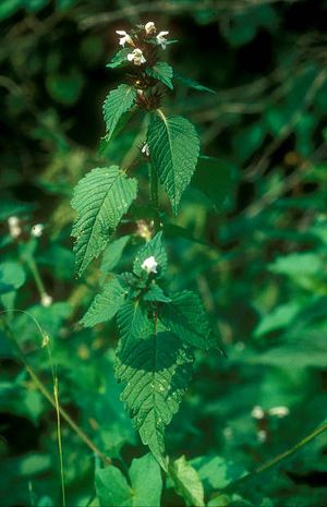 Galeopsis segetum, Hohlzahn (Kraut)