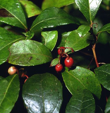 Gaultheria procumbens, Scheinbeere