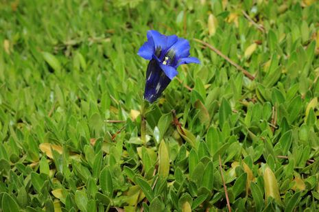 Gentiana acaulis, Enzian, stängellos