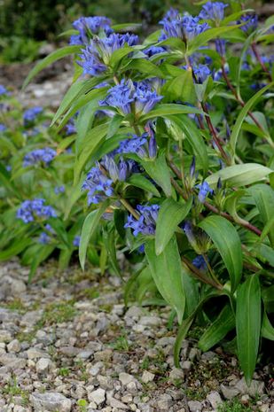 Gentiana cruciata, Kreuzenzian