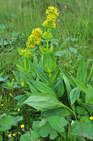 Gentiana lutea, Gelber Enzian