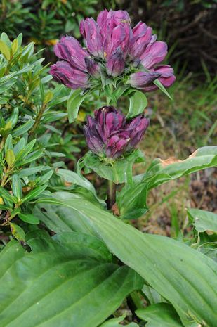 Gentiana purpurea, Purpurenzian