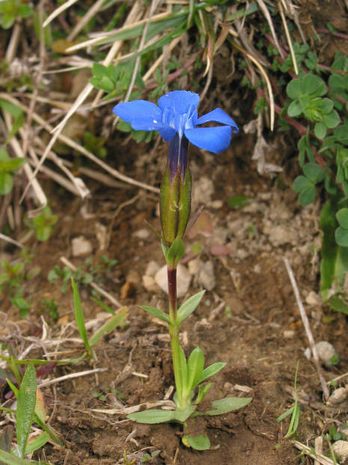 Gentiana verna, Frühlingsenzian