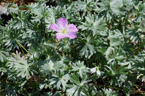 Geranium argenteum