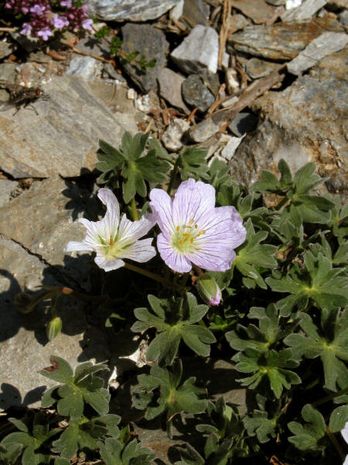 Geranium cinereum