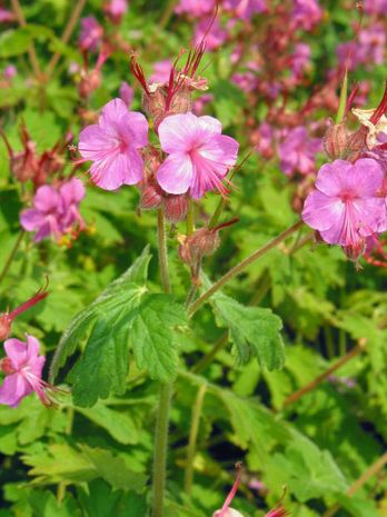 Geranium macrorrhizum